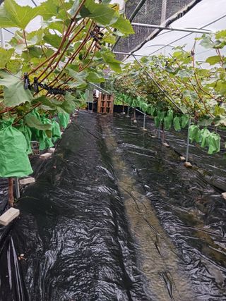 혁이네농원님의 가을 농사계획 알려주세요🍁 · 참여글 작성글 사진