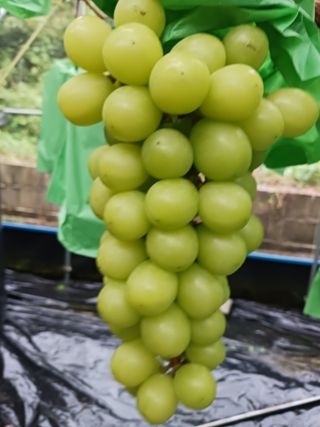 혁이네농원님의 가을 농사계획 알려주세요🍁 · 참여글 작성글 사진