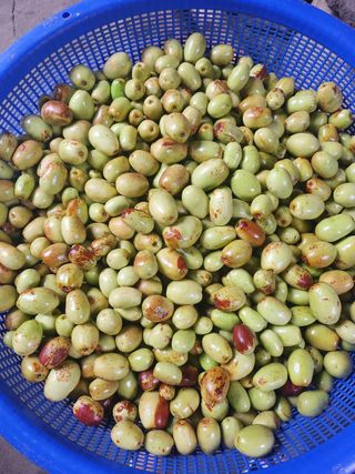 이의도님의 가을 농사계획 알려주세요🍁 · 참여글 작성글 사진