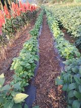 팜모닝 가을 농사계획 알려주세요🍁·참여글 게시글 이미지