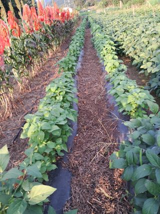 이인성님의 가을 농사계획 알려주세요🍁 · 참여글 작성글 사진