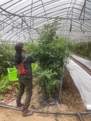 미래의 의사는 농부님의 고추 · 지주설치•유인•성장 작성글 사진