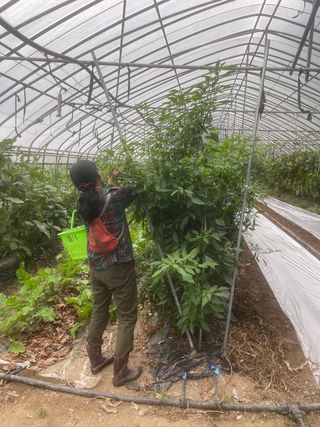 미래의 의사는 농부님의 고추 · 지주설치•유인•성장 작성글 사진