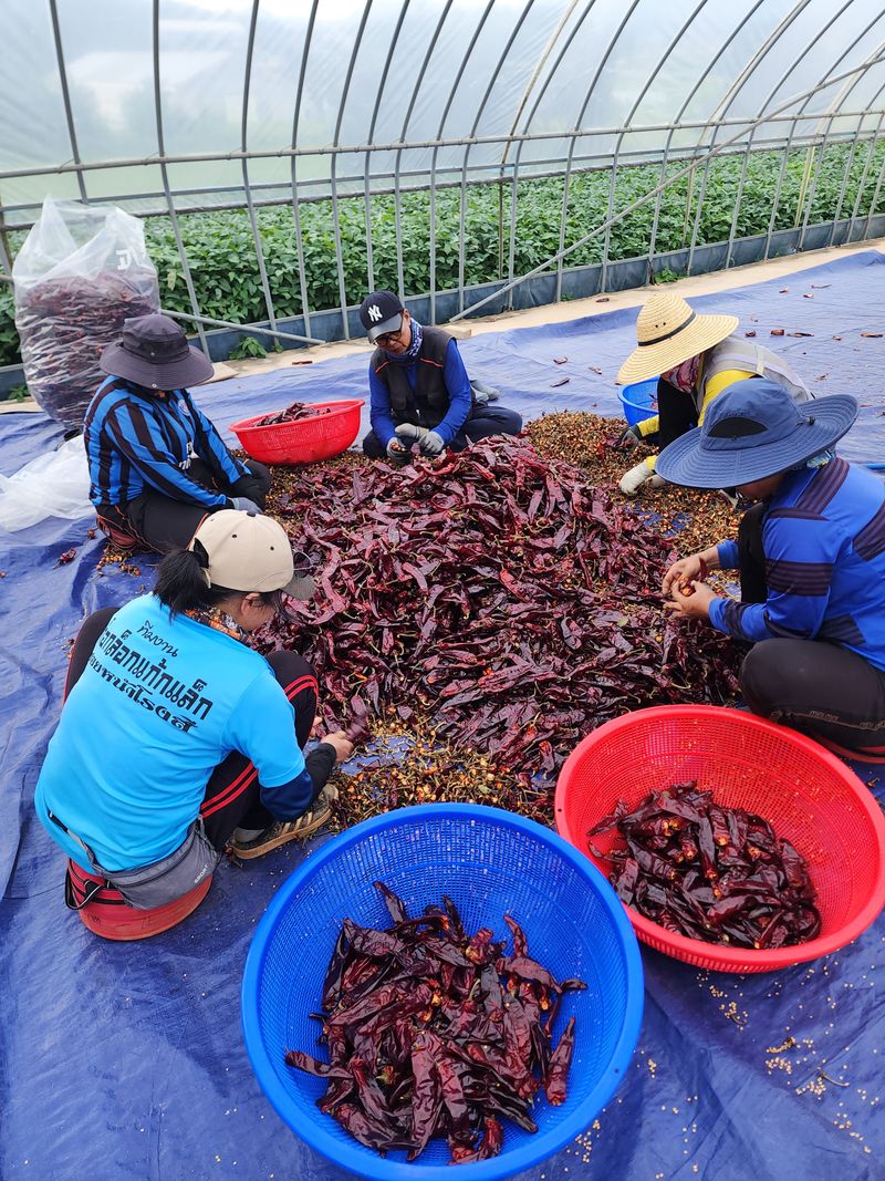 김윤수님의 장터 판매 상품 [2023년 햇고추가루 팔아요 ] 첨부 사진
