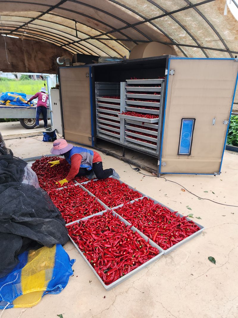 김윤수님의 장터 판매 상품 [2023년 햇고추가루 팔아요 ] 첨부 사진