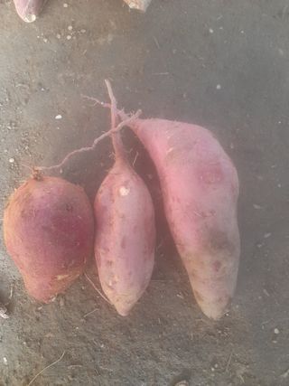 조문식님의 가을 농사계획 알려주세요🍁 · 참여글 작성글 사진