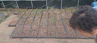 용호님의 기타작물 · 영농일지 작성글 사진