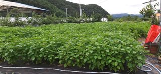 김영문님의 들깨 · 자유게시판 작성글 사진