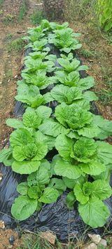 팜모닝 배추·파종•정식 게시글 이미지