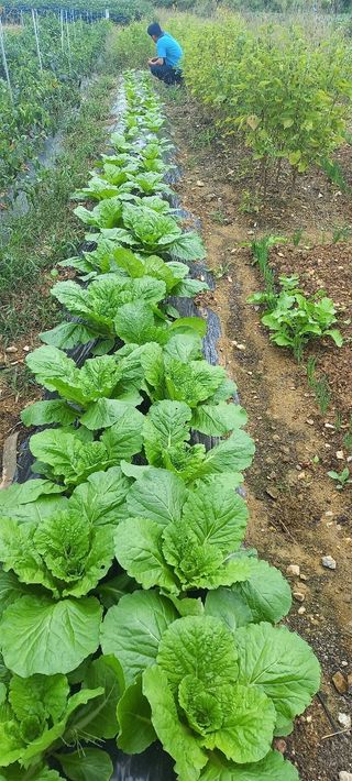 엄성열님의 배추 · 파종•정식 작성글 사진