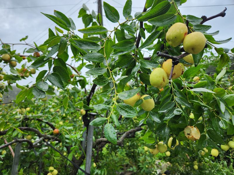 장지영님의 장터 판매 상품 [사과대추] 첨부 사진