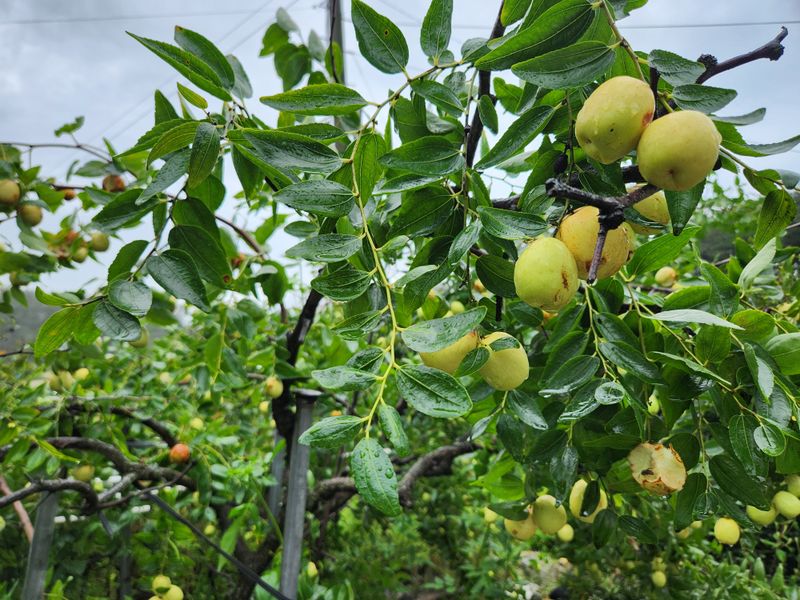 장지영님의 장터 판매 상품 [사과대추] 첨부 사진