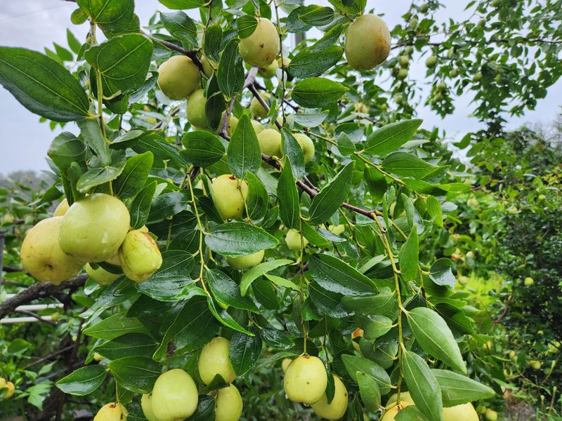 장지영님의 장터 판매 상품 [사과대추] 첨부 사진