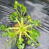 팜모닝 배추·비료•농약 게시글 이미지