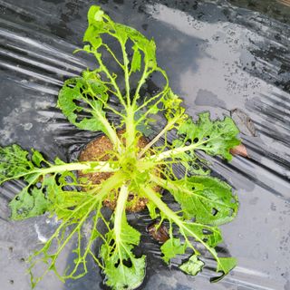 이창화님의 배추 · 비료•농약 작성글 사진