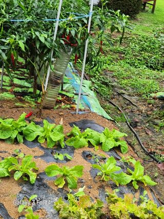 이훈정(시몬)님의 배추 · 일상 작성글 사진