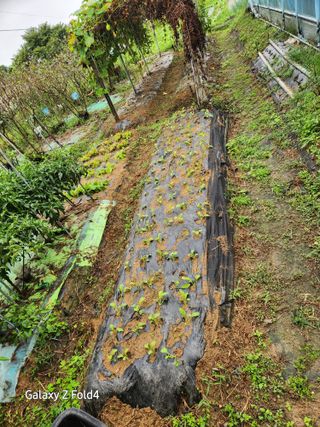 이훈정(시몬)님의 배추 · 일상 작성글 사진