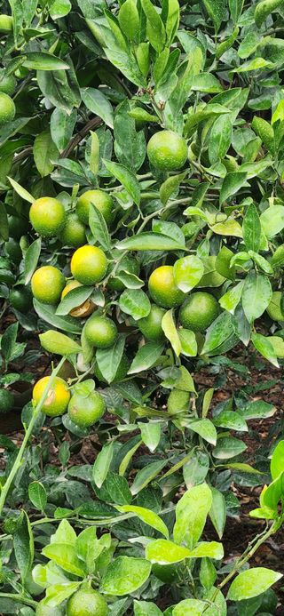 김영혁님의 귤 · 일상 작성글 사진