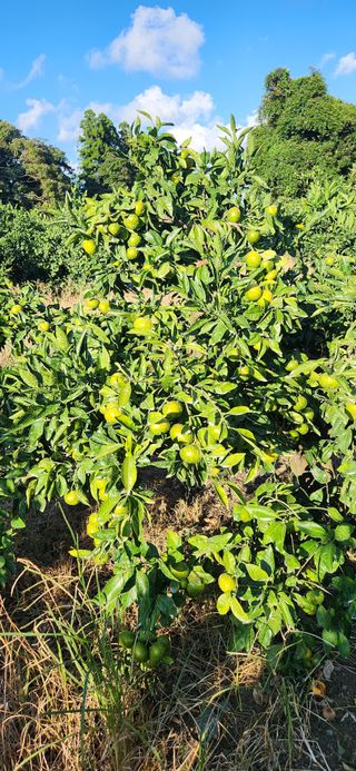 김영혁님의 귤 · 일상 작성글 사진