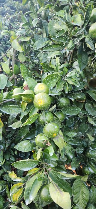 김영혁님의 귤 · 일상 작성글 사진