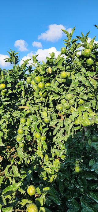 김영혁님의 귤 · 일상 작성글 사진