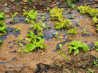 이훈정(시몬)님의 기타작물 · 영농일지 작성글 사진