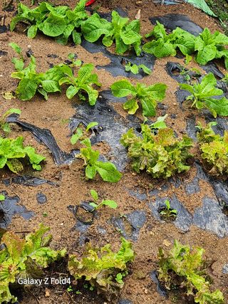 이훈정(시몬)님의 기타작물 · 영농일지 작성글 사진