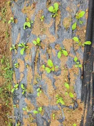 이훈정(시몬)님의 기타작물 · 영농일지 작성글 사진