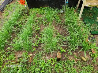 이훈정(시몬)님의 기타작물 · 영농일지 작성글 사진