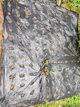 이훈정(시몬)님의 기타작물 · 영농일지 작성글 사진