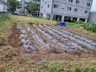 아준님의 배추 · 파종•정식 작성글 사진