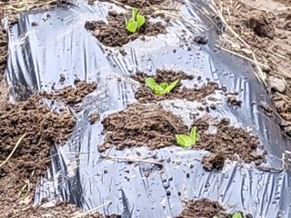 아준님의 배추 · 파종•정식 작성글 사진