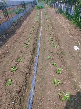 허나두울셋님의 양배추 · 영농일지 작성글 사진