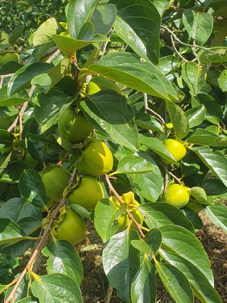농군님의 가을 농사계획 알려주세요🍁 · 참여글 작성글 사진