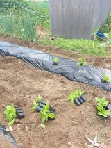 팜모닝 배추·영농일지 게시글 이미지