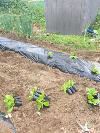 김주해님의 배추 · 영농일지 작성글 사진