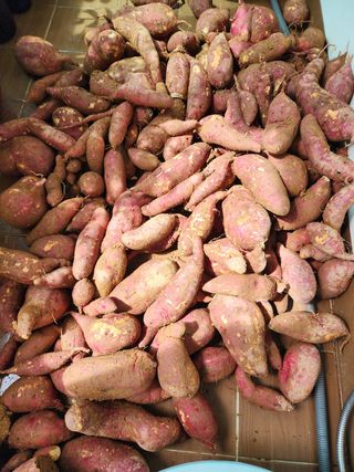 박병한님의 고구마 · 영농일지 작성글 사진