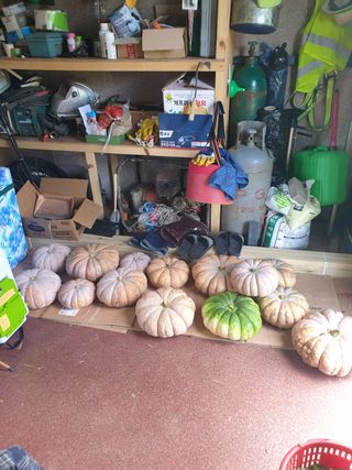 김주해님의 호박 · 영농일지 작성글 사진