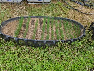 신이내린오디 정가네님의 기타작물 · 영농일지 작성글 사진