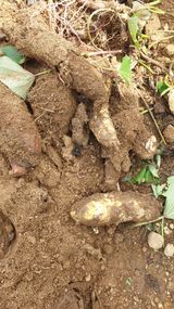 팜모닝 고구마·병해충상담 게시글 이미지