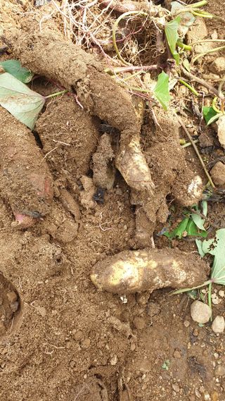 이형진님의 고구마 · 병해충상담 작성글 사진