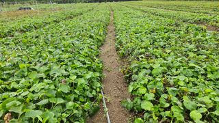 조병대님의 기타작물 · 자유게시판 작성글 사진