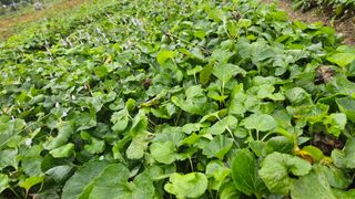 조병대님의 기타작물 · 자유게시판 작성글 사진