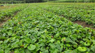 조병대님의 기타작물 · 자유게시판 작성글 사진