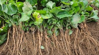 조병대님의 기타작물 · 자유게시판 작성글 사진