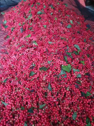 김기자(흰구름농원)님의 작성글 사진