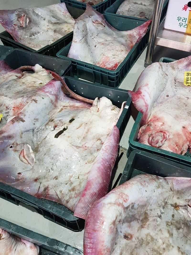 알 수 없음님의 장터 판매 상품 [홍어회  횟감  1키로ㅡ1.5키로] 첨부 사진