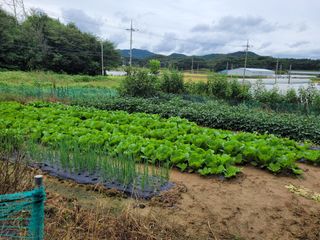 5년차 초보 농부님의 가을 농사계획 알려주세요🍁 · 참여글 작성글 사진
