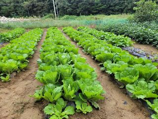 5년차 초보 농부님의 가을 농사계획 알려주세요🍁 · 참여글 작성글 사진