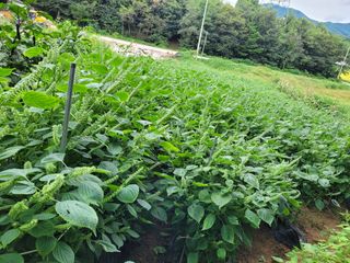 5년차 초보 농부님의 가을 농사계획 알려주세요🍁 · 참여글 작성글 사진